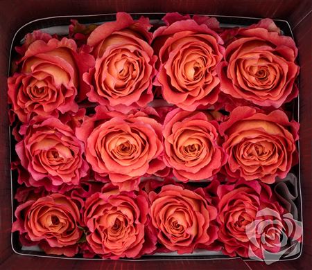 Farm Fresh Rosa Ecuadorian Gr Free Spirit  (Bunch of 25 stems, Length 50cm)