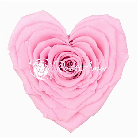 Artificial Preserved Rosa Heart Xxl Pin 04