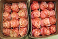 Farm Fresh Rosa Gr Ec Kahala  (Bunch of 25 stems, Length 50cm)