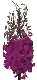 Farm Fresh Orchid Dendrobium Cersie (Bunch of 10 stems, Length 45cm)