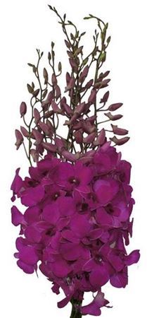 Farm Fresh Orchid Dendrobium Cersie (Bunch of 10 stems, Length 45cm)