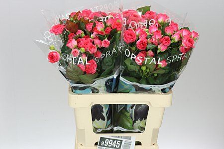 Farm Fresh Rosa Tr Apricio Rosa tros (Bunch of 10 stems, Length 60cm)