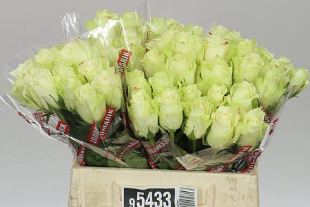 Farm Fresh Rosa Gr Athena By Bucket (Bucket of 60 stems, Length 40cm)
