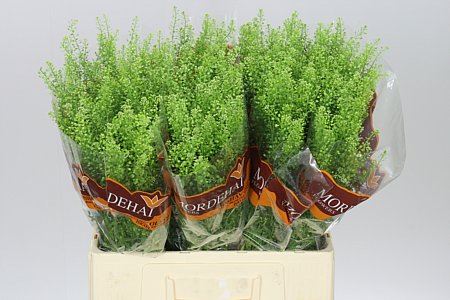 Thlaspi Green Bell (Bunch of 25 stems, length 65cm)