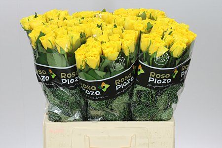 Farm Fresh Rosa Gr Solero (Bunch of 10 stems, Length 60cm)