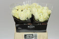 Farm Fresh Rosa Gr Avalanche Berg By Bucket (Bucket of 40 stems, Length 40cm)