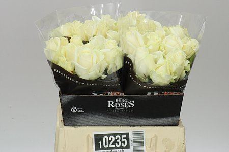 Farm Fresh Rosa Gr Avalanche Berg By Bucket (Bucket of 40 stems, Length 40cm)