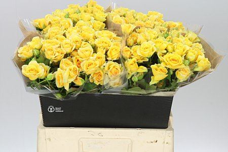 Farm Fresh Rosa Tr Bandolero Rosa tros (Bunch of 10 stems, Length 60cm)