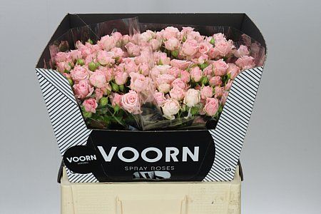 Farm Fresh Rosa Tr Aerobic Rosa tros (Bunch of 10 stems, Length 60cm)