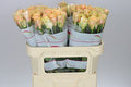 Farm Fresh Rosa Gr Alchemy (Bunch of 10 stems, Length 70cm)