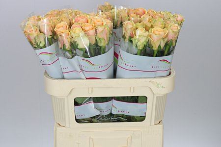 Farm Fresh Rosa Gr Alchemy (Bunch of 10 stems, Length 70cm)