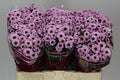 Farm Fresh Santini Yin Yang Pink (Bunch of 25 stems, Length 55cm)