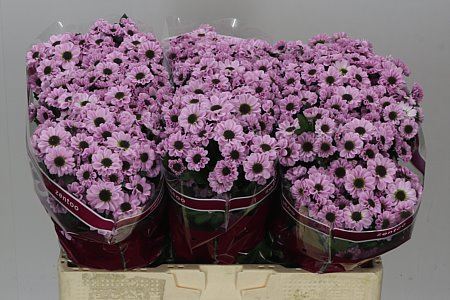 Farm Fresh Santini Yin Yang Pink (Bunch of 25 stems, Length 55cm)