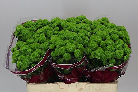 Farm Fresh Santini Peptalk (Bunch of 25 stems, Length 55cm)