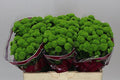Farm Fresh Santini Peptalk (Bunch of 25 stems, Length 55cm)