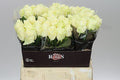 Farm Fresh Rosa Gr Avalanche Berg (Bunch of 10 stems, Length 60cm)