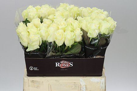 Farm Fresh Rosa Gr Avalanche Berg (Bunch of 10 stems, Length 60cm)