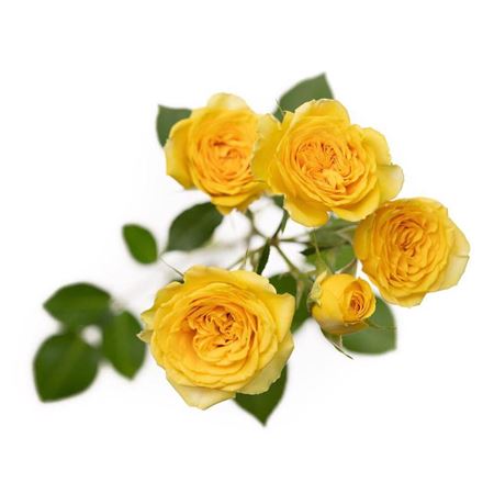 Farm Fresh Rosa Tr Ec Brilliant Stars Leo (Bunch of 10 stems, Length 50cm)