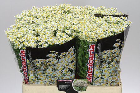 Farm Fresh Santini Tanacetum Single Vegmo (Bunch of 25 stems, Length 55cm)