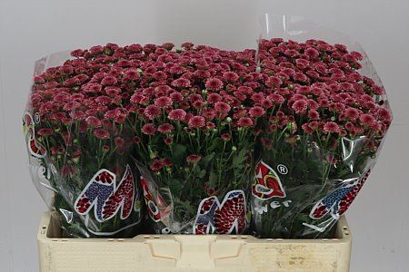 Farm Fresh Santini Mad Cherry Tyolo (Bunch of 25 stems, Length 55cm)