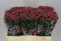 Farm Fresh Santini Mad Cherry Tyolo (Bunch of 25 stems, Length 55cm)