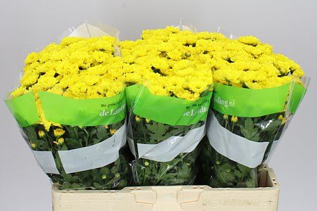 Farm Fresh Santini Rossi Sunny (Bunch of 25 stems, Length 55cm)