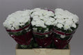 Farm Fresh Santini Baykal (Bunch of 25 stems, Length 55cm)