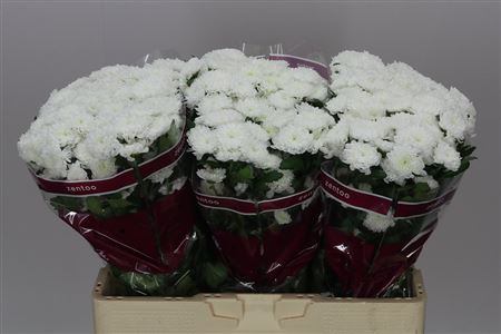 Farm Fresh Santini Baykal (Bunch of 25 stems, Length 55cm)