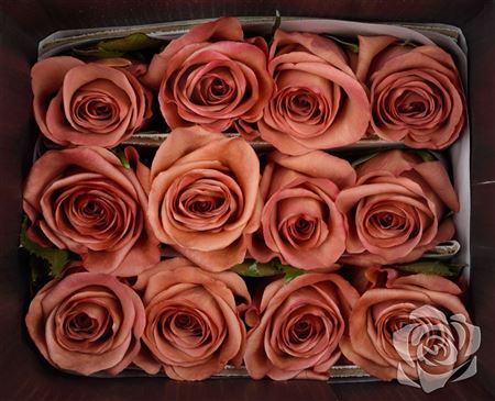 Farm Fresh Rosa Ecuadorian Gr Barista (Bunch of 25 stems, Length 40cm)