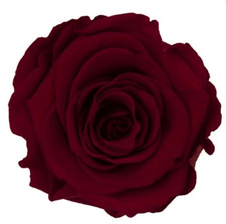 Artificial Preserved Rosa Xl Red 01