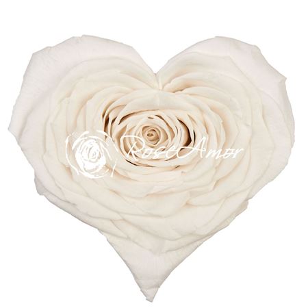 Artificial Preserved Rosa Heart Xxl Whi 01