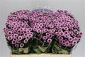 Farm Fresh Santini Toss (Bunch of 25 stems, Length 55cm)