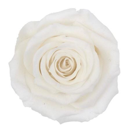 Artificial Preserved Rosa Xl White 01