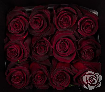 Farm Fresh Rosa Ecuadorian Gr Black Baccara (Bunch of 25 stems, Length 50cm)