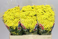 Farm Fresh Santini Mad Ringa Yellow (Bunch of 25 stems, Length 55cm)