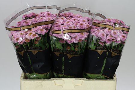 Farm Fresh Santini Doria Pink (Bunch of 25 stems, Length 55cm)