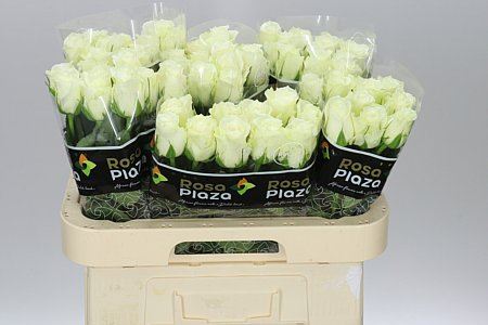 Farm Fresh Rosa Gr Athena (Bunch of 10 stems, Length 60cm)