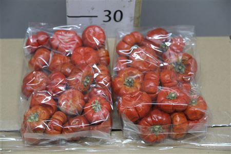 Dried Pumpkin Mini 100 Gram