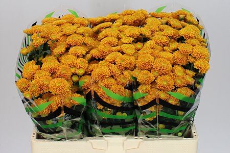 Farm Fresh Santini Ellison Orange (Bunch of 25 stems, Length 55cm)