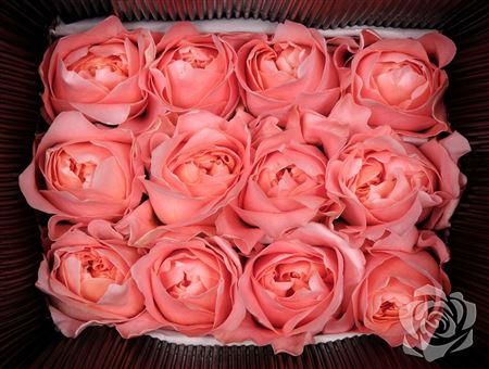 Farm Fresh Rosa Ecuadorian Gr Dragonfly (Bunch of 25 stems, Length 40cm)