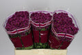 Farm Fresh Santini Purpetta (Bunch of 25 stems, Length 55cm)