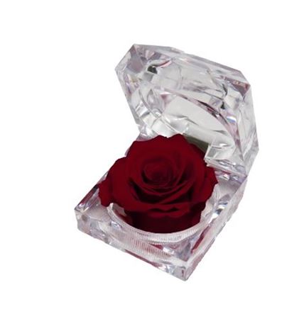 Artificial Preserved Rosa Jewel Box Red 01