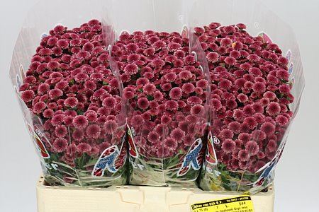 Farm Fresh Santini Mad Cherry Tyolo (Bunch of 25 stems, Length 55cm)