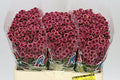 Farm Fresh Santini Mad Cherry Tyolo (Bunch of 25 stems, Length 55cm)