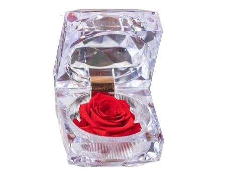 Artificial Preserved Rosa Jewel Box Red 02