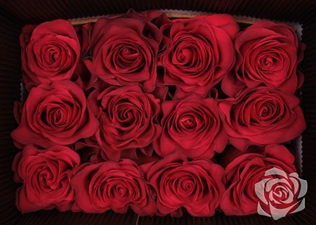 Farm Fresh Rosa Ec Gr Mamma Mia  (Bunch of 25 stems, Length 50cm)