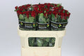 Farm Fresh Rosa Gr Simply Red+ (Bunch of 10 stems, Length 70cm)