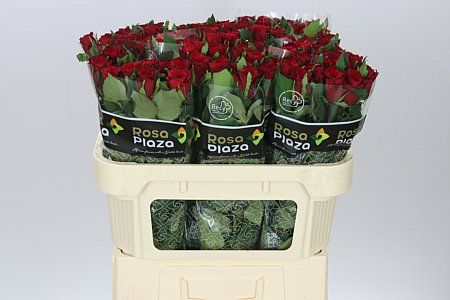 Farm Fresh Rosa Gr Simply Red+ (Bunch of 10 stems, Length 70cm)