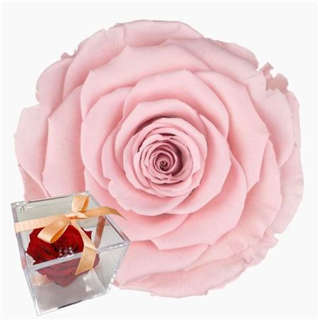 Artificial Preserved Rosa Gb14 Pin 04