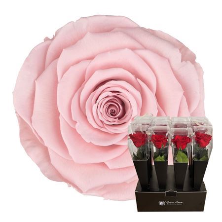 Artificial Preserved Rosa Lori Stems Pin 04 50